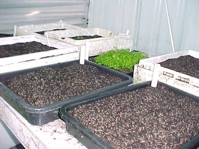 Seed boxes. Cambridge Tree Trust